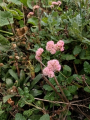 Eriogonum grande
