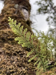 Adenophorus tamariscinus