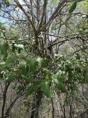 Coccoloba acapulcensis