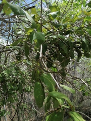 Coccoloba acapulcensis