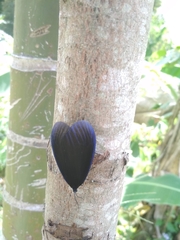 Pompelon marginata