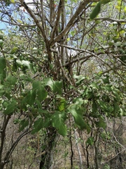 Coccoloba acapulcensis