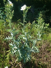 Argemone glauca