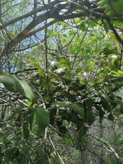 Coccoloba acapulcensis