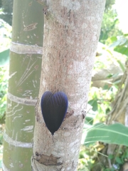 Pompelon marginata