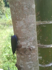 Pompelon marginata