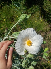 Argemone glauca