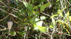 Clematis crispa