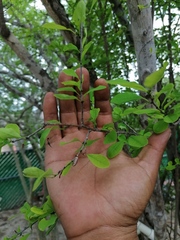 Erythroxylum havanense
