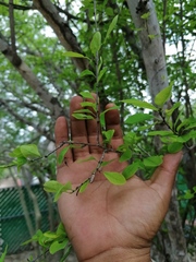 Erythroxylum havanense