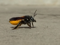 Megachile bicolor