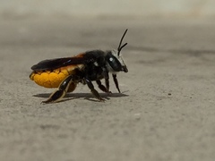 Megachile bicolor