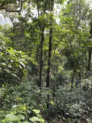 Prunus occidentalis