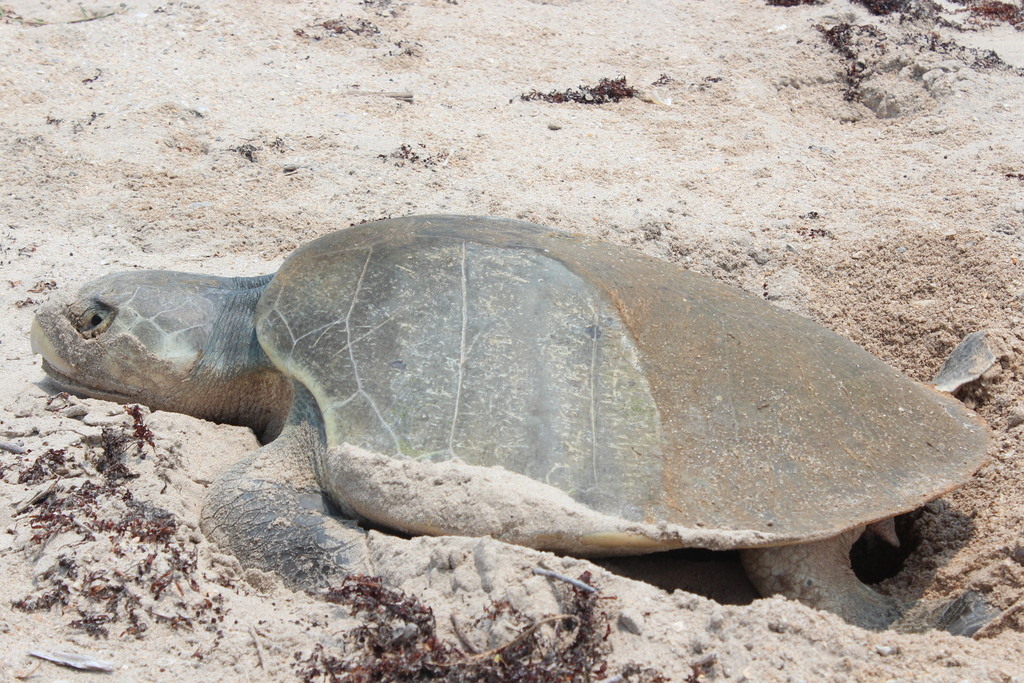 Kemp's ridley turtle on nesting beach sand, Tamaulipas