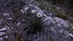 Celmisia armstrongii