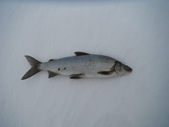 Coregonus clupeaformis