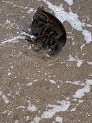 Limulus polyphemus