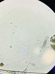 Gastrotricha