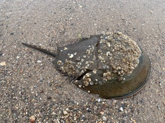 Limulus polyphemus