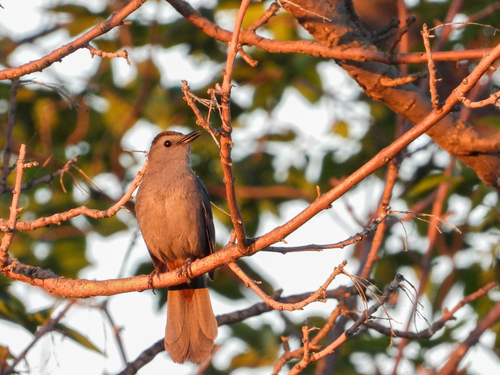 Gray Catbird photographed in North Dakota