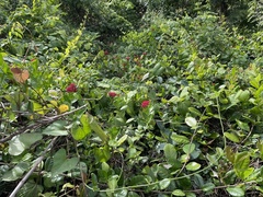 Pinochia corymbosa portoricensis