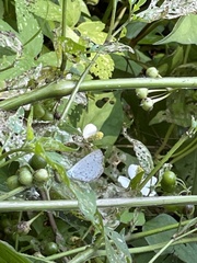Celastrina argiolus ladonides