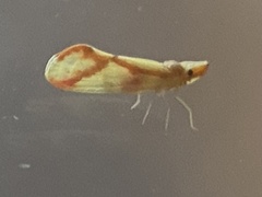 Otiocerus coquebertii