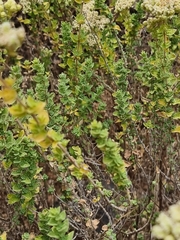 Origanum onites
