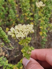 Origanum onites