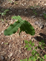 Asclepias amplexicaulis
