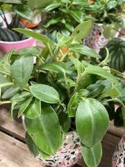 Angiospermae