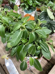 Angiospermae