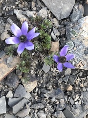 Pulsatilla multiceps