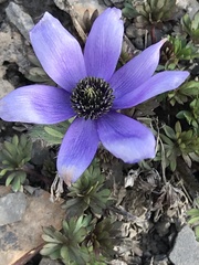 Pulsatilla multiceps