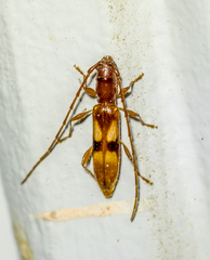 Heterachthes quadrimaculatus