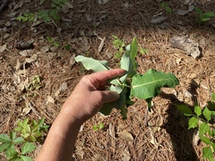 Asclepias amplexicaulis