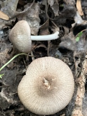 Pluteus ephebeus