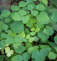 Thalictrum thalictroides