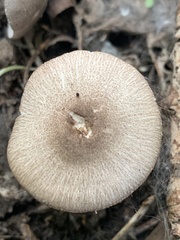 Pluteus ephebeus