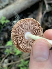Pluteus ephebeus