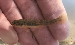 Gillichthys mirabilis