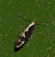 Agnippe prunifoliella