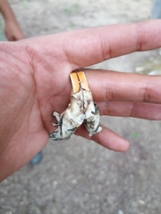 Orthogeomys grandis