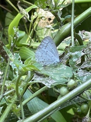 Celastrina argiolus ladonides
