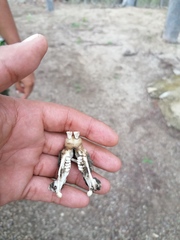 Orthogeomys grandis