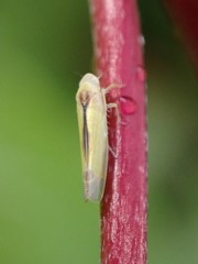 Edwardsiana commissuralis