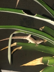 Anolis sagrei