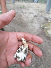 Orthogeomys grandis