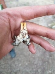 Orthogeomys grandis