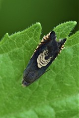 Grapholita tristrigana